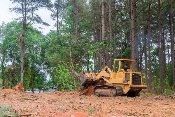 Trees Clearing in Monroe