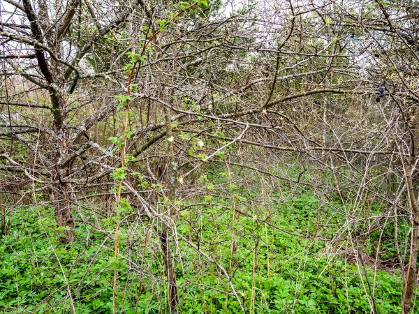 Underbrush Clearing in Monroe