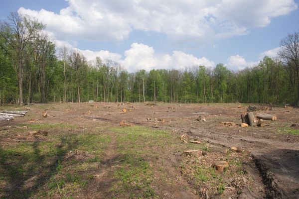 Pasture Clearing in Monroe