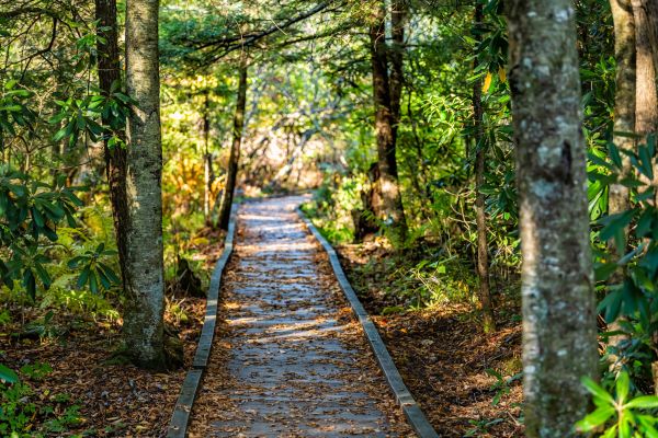 Cost of Trail Clearing in Monroe